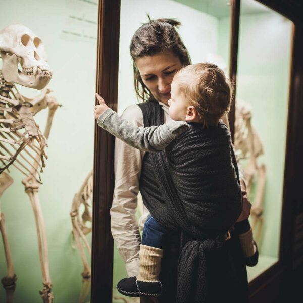 Didymos fastvikle Dunkler Mäander